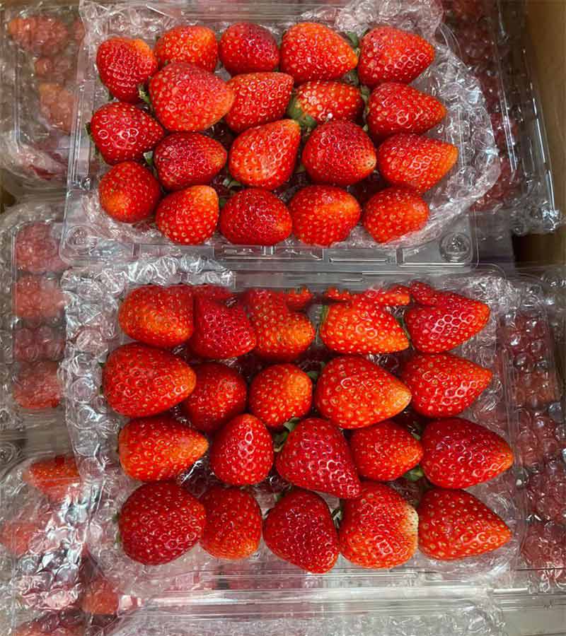 xốp nổ đóng gói dâu tây tại miền bắc
